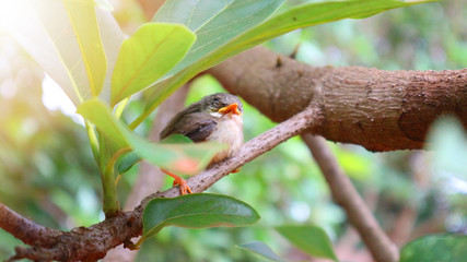 Small birds are singing branches, green background, solar  