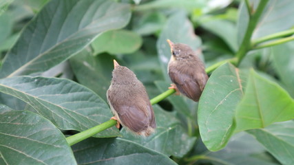 Small birds are singing branches, green background, solar             