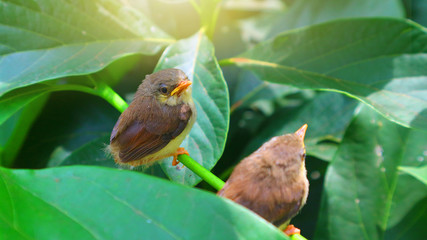 Small birds are singing branches, green background, solar    