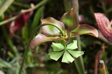 Sydney Australia, Sarracenia or pitcher plant flower