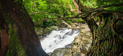 Large banyan trees and gentle waterfall.