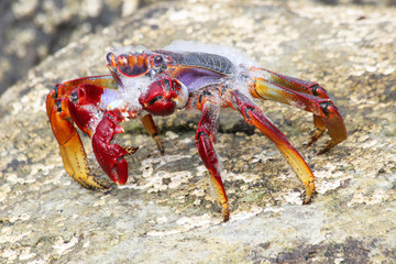 rote_Klippenkrabbe