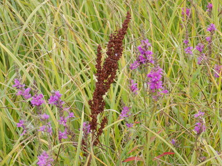 Summer. Shoots of summer plants. Branches and green leaves.