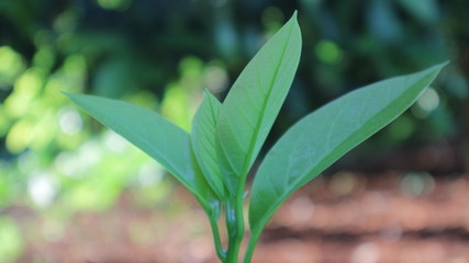 The young leaves of the tree have water on the island.