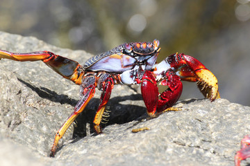 rote_Klippenkrabbe