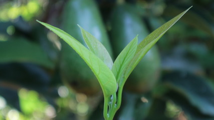 The young leaves of the tree have water on the island.