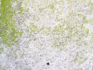 Texture of green moss on a white stucco wall © woodpencil