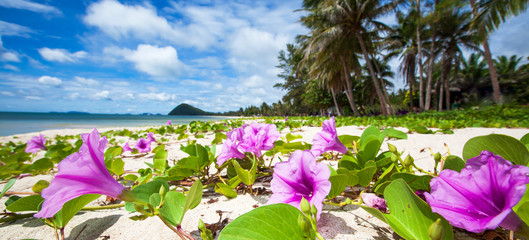 Beautiful tropical beach on sunny summer.