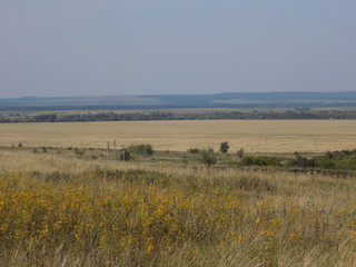 Summer. Fields, grass, meadows. High blue summer sky. Beautiful summer landscape.