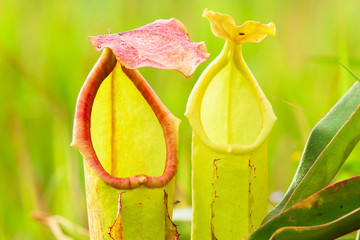 Close-up shot of red and green Nepenthes.