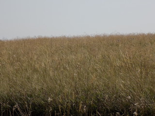 Summer. Fields, grass, meadows. High blue summer sky. Beautiful summer landscape.