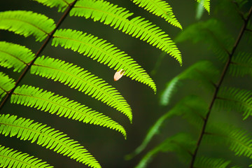 A little pink leaf falling on bright green fern leaves.