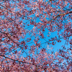 cherry tees in spring