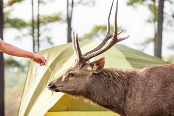 Tourist feeding Sambar stag at campsite.