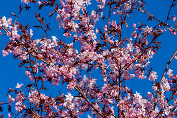 cherry blossom