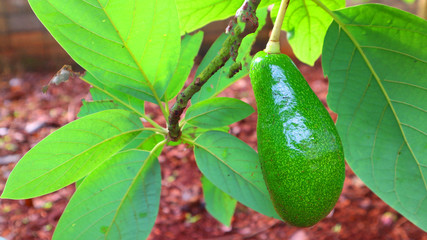 Avocado  a pear-shaped fruit with a rough leathery skin, smooth oily edible flesh, and a large stone.