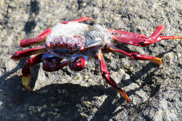 rote_Klippenkrabbe