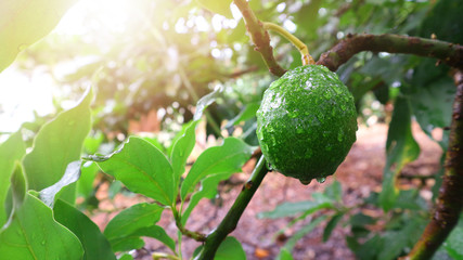 Avocado fruit fresh from the tree a pear-shaped fruit with a rough leathery skin, smooth oily edible flesh, and a large stone.