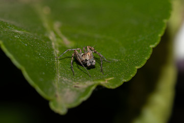 Small Spider on a Leaf