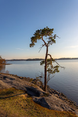 tree on shore of lake