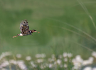 Painted-snipe flying over flowers