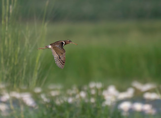 Painted-snipe flying over flowers