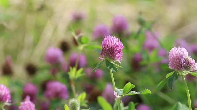 Flowering red clover summer day in the meadow