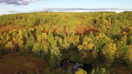 Drone flight on Siberian taiga in autumn in low sunlight