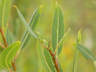 Summer. Shoots of summer plants. Twigs and green leaves. All shades of living green.