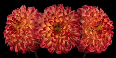 Three pink dahlia flower on a black background