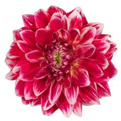 Red dahlia flower on a white background. Front view