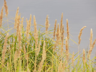 Summer. Shoots of summer plants. Branches and green leaves.