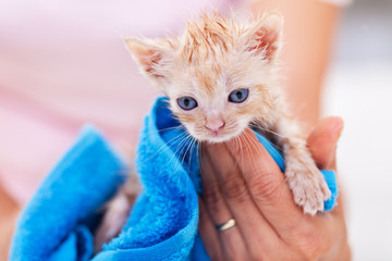Funny and cute ginger kitten dry after bath in a blue towel