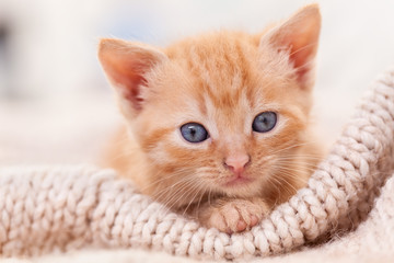 Fototapeta na wymiar Cute ginger kitten looking in the camera - close up