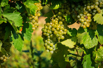 Weintrauben auf Weinstock