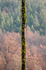 Regeneration After Bushfires, Tasmania