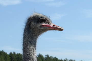 Fototapeta premium African ostriches on an ostrich farm