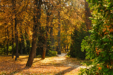 Leaf fall in the park in autumn. Landscape with maples and other trees