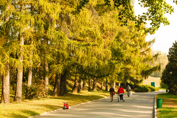 Leaf fall in the park in autumn. Landscape with maples and other trees