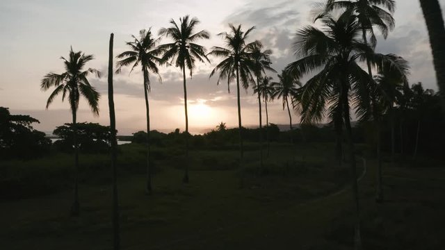 Forward drone shot of some palm trees with the ocean in the background, during sunset