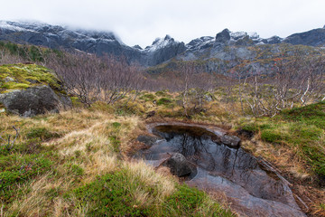 Reflection of tree in a small pond in lofoten islands, Norway