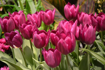 lilac and pink Tulip multicolor