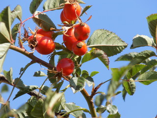 Summer Sunny day. Ripe rose hips-a source of vitamin C. Bunches of red berries hanging on the thorny branches of the plant.