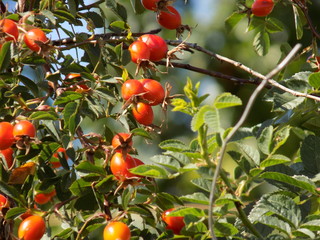 Summer Sunny day. Ripe rose hips-a source of vitamin C. Bunches of red berries hanging on the...
