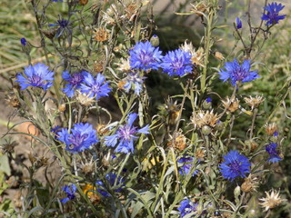 Summer. Blooming cornflowers. Flowers are beautiful blue.