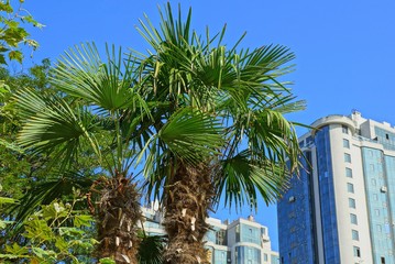 palm trees with green leaves on a background of blue sky and gray building