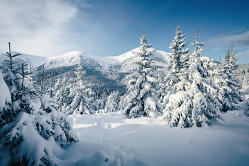 Obraz premium Magical image of spruces glowing by sunlight. Carpathian national park, Ukraine, Europe.