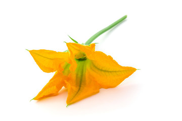 Fototapeta premium Fleur de courgette