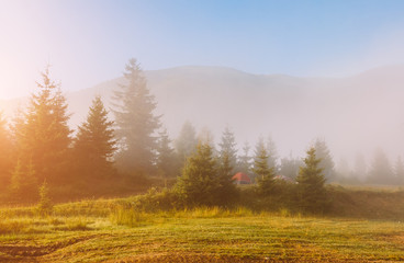 Fototapeta premium Scenic image of misty valley in the sunlight. Locations Carpathian national park Ukraine.