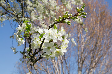 Arbre en fleur